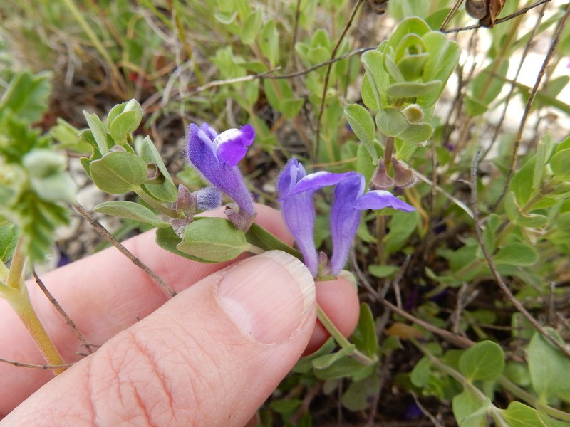 Wright's Skullcap photo 3