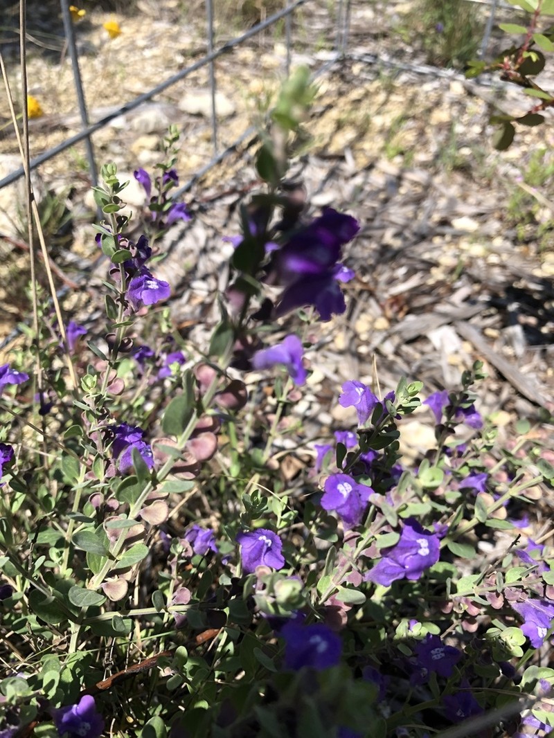Wright's Skullcap photo 4