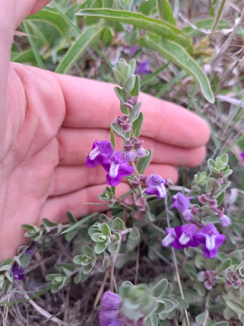 Wright's Skullcap photo 5