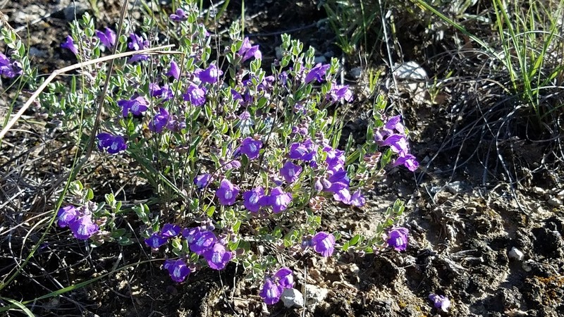 Wright's Skullcap photo 6