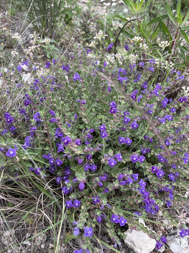 Wright's Skullcap photo 7