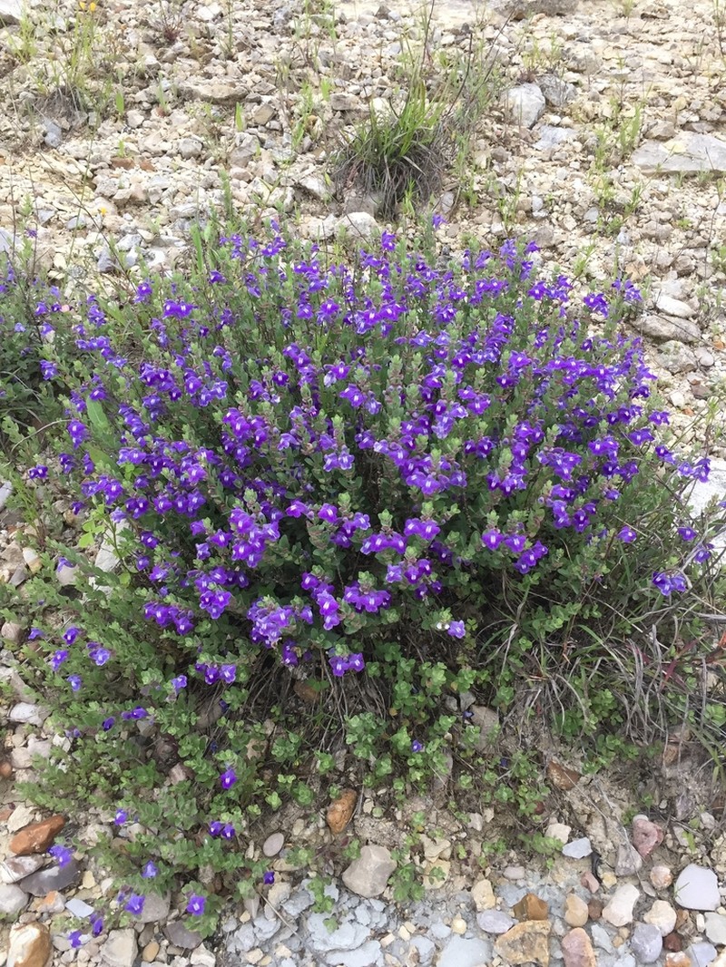 Wright's Skullcap photo 8