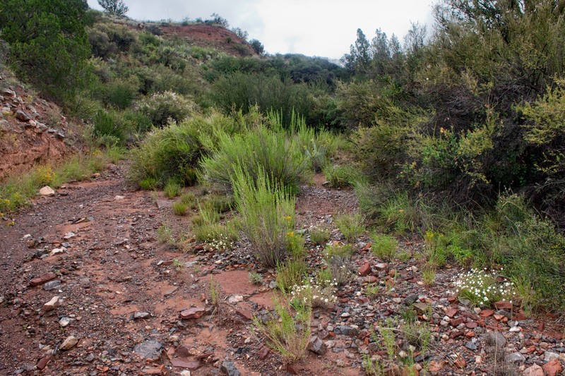 Wright's Skullcap photo 5
