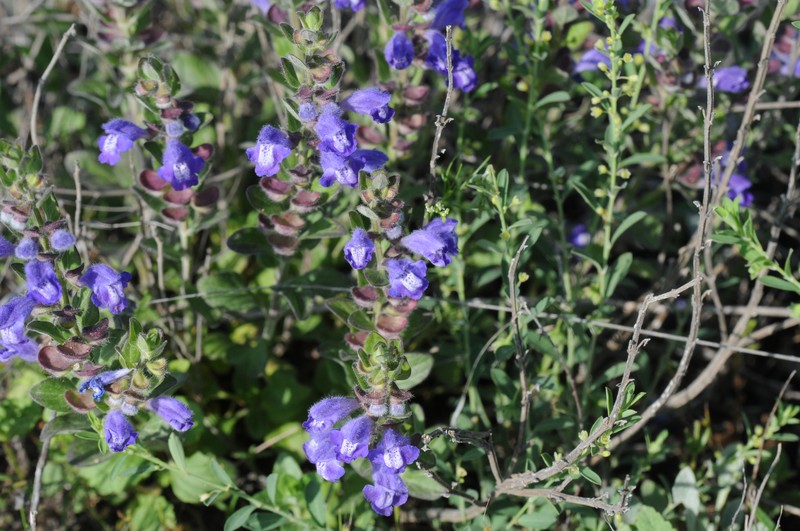 Wright's Skullcap photo 2