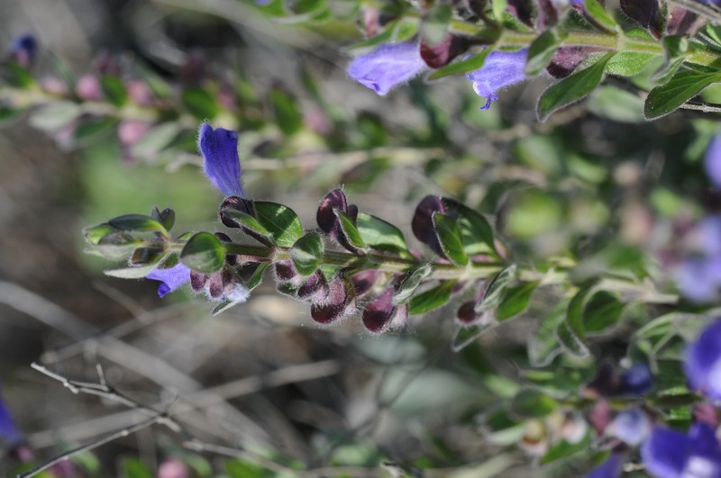 Wright's Skullcap photo 3