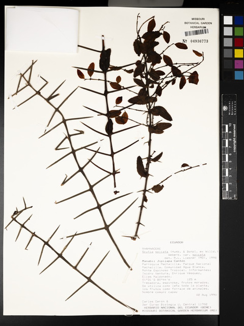 Scutia spicata var. spicata photo 2