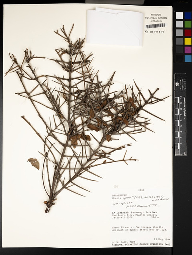 Scutia spicata var. spicata photo 3