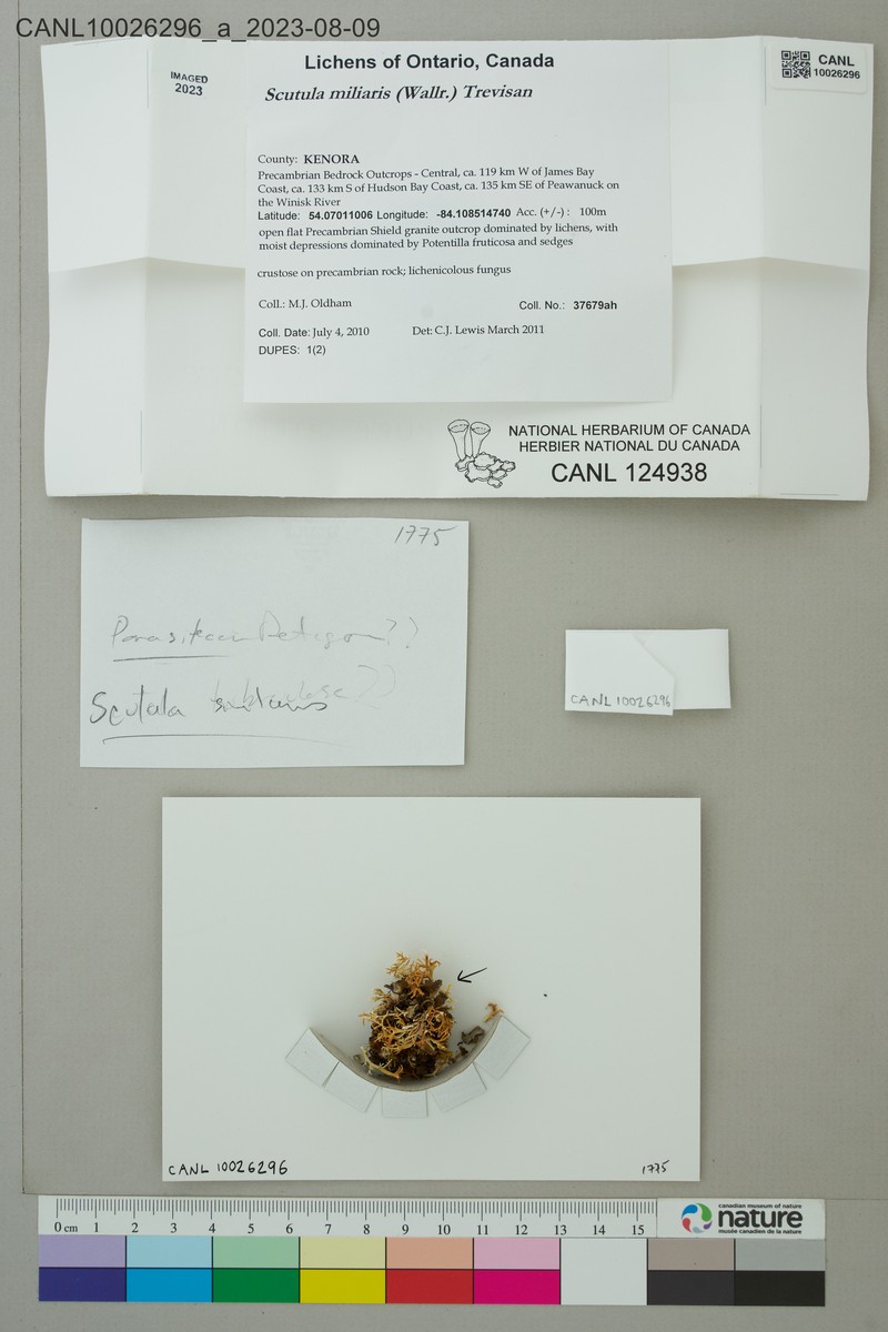 Scutula miliaris