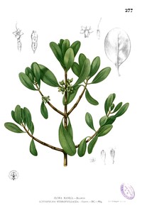 Yamstick Mangrove