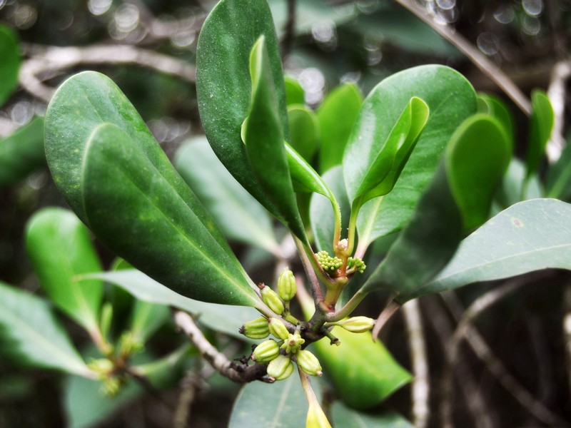 Yamstick Mangrove photo 6