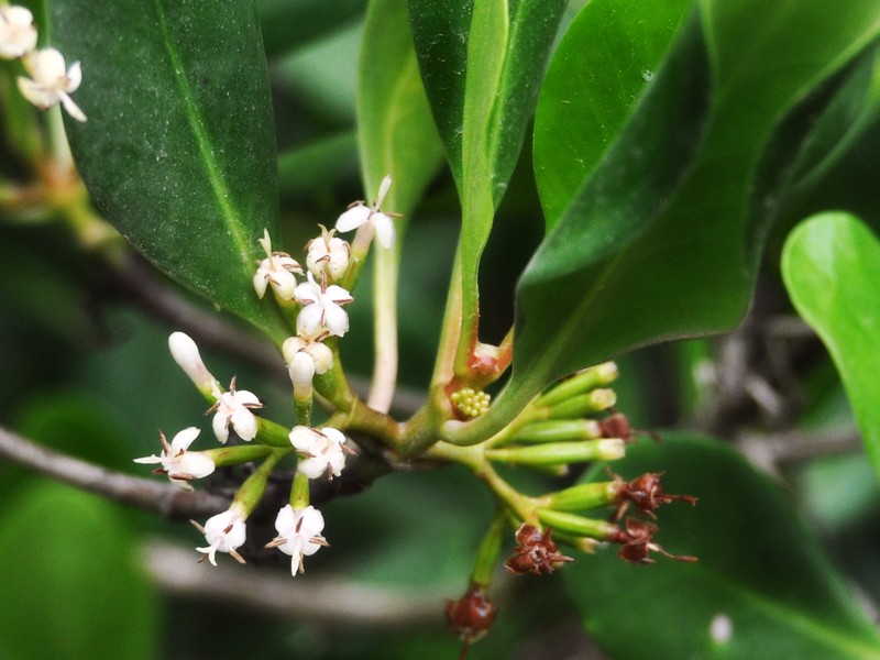 Yamstick Mangrove photo 7
