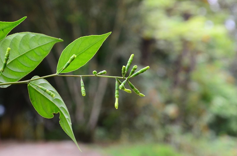 Scyphostegia borneensis