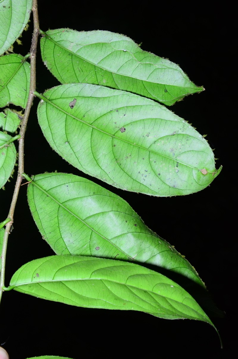 Scyphostegia borneensis photo 2