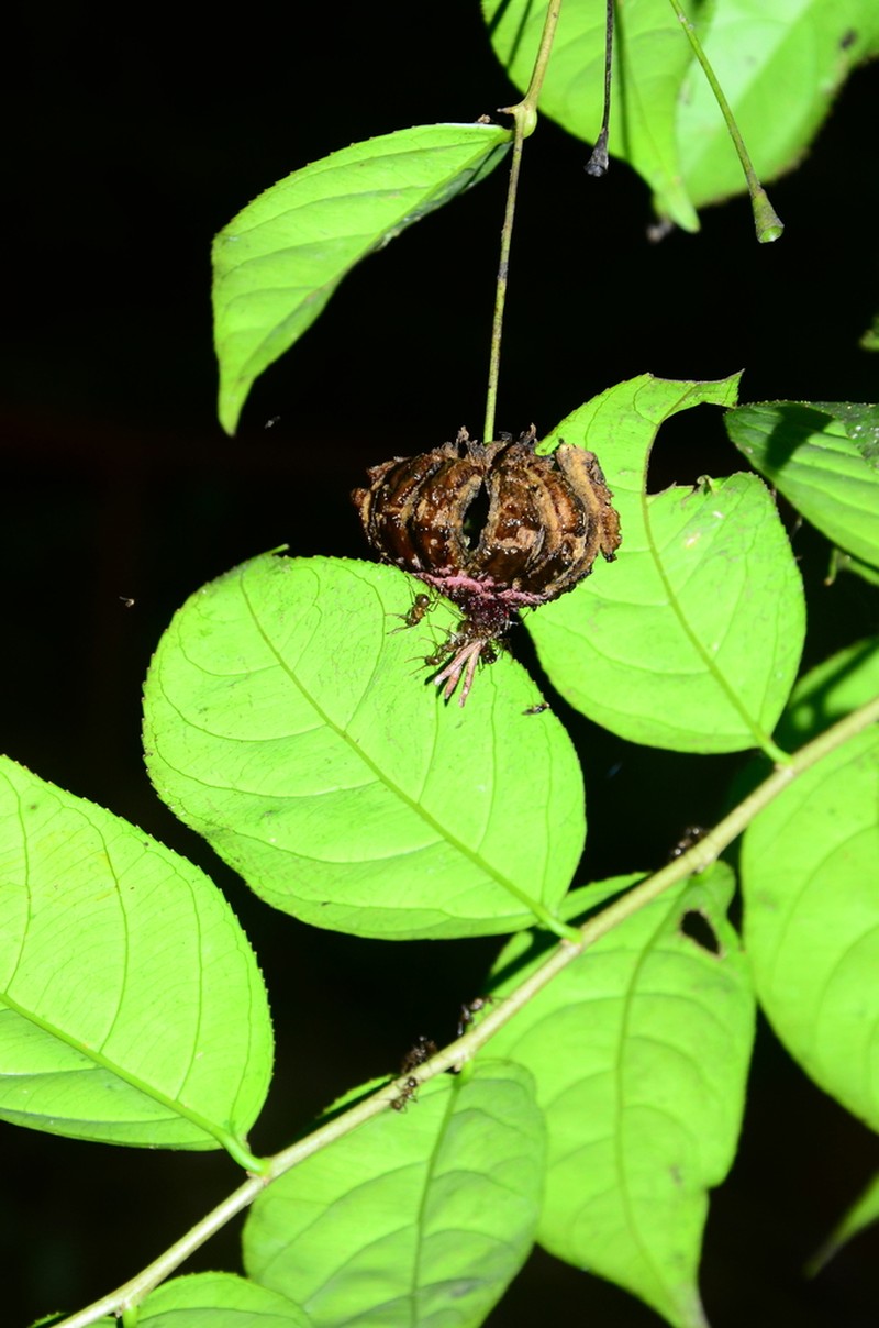 Scyphostegia borneensis photo 3