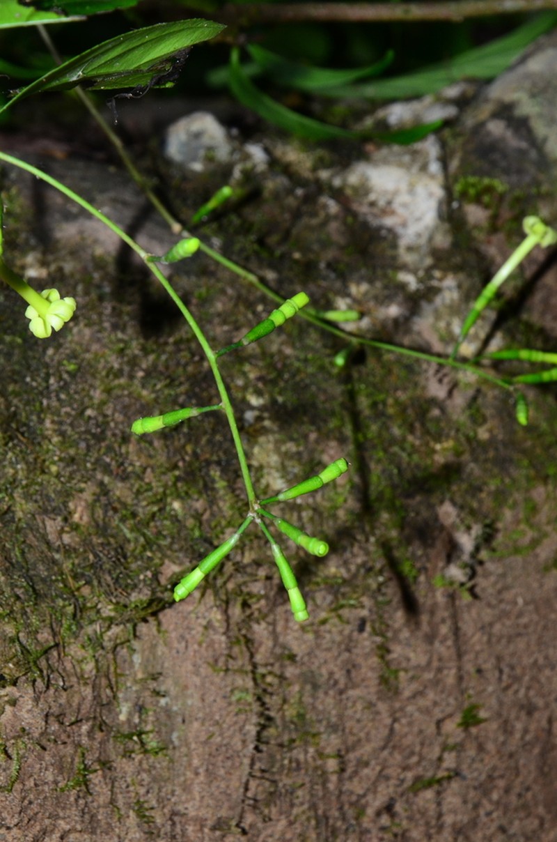 Scyphostegia borneensis photo 5