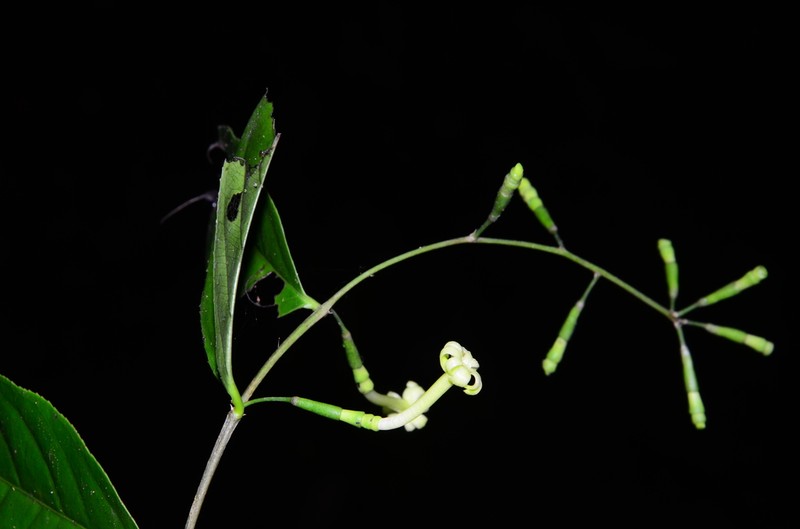 Scyphostegia borneensis photo 7