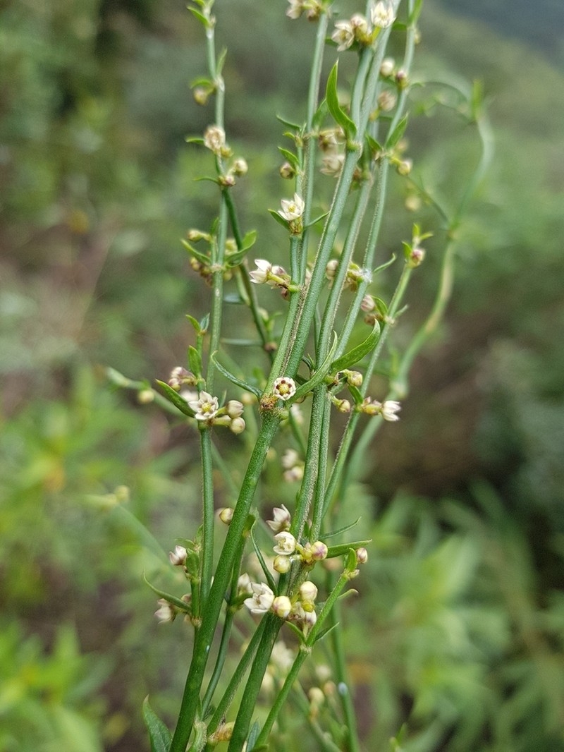 Scyphostelma stenospira