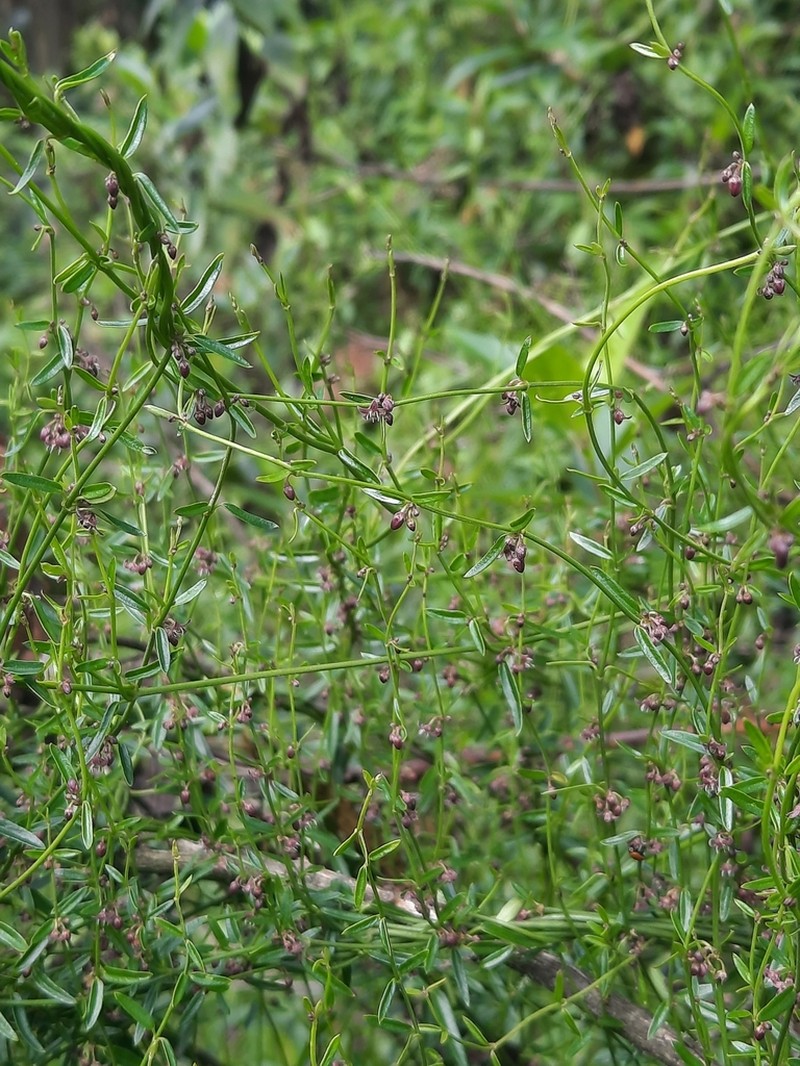 Scyphostelma stenospira photo 2