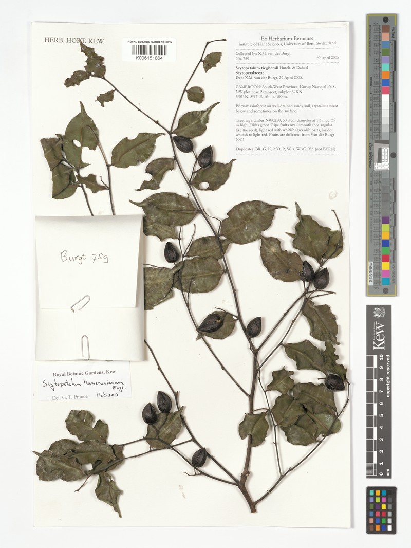 Scytopetalum kamerunianum