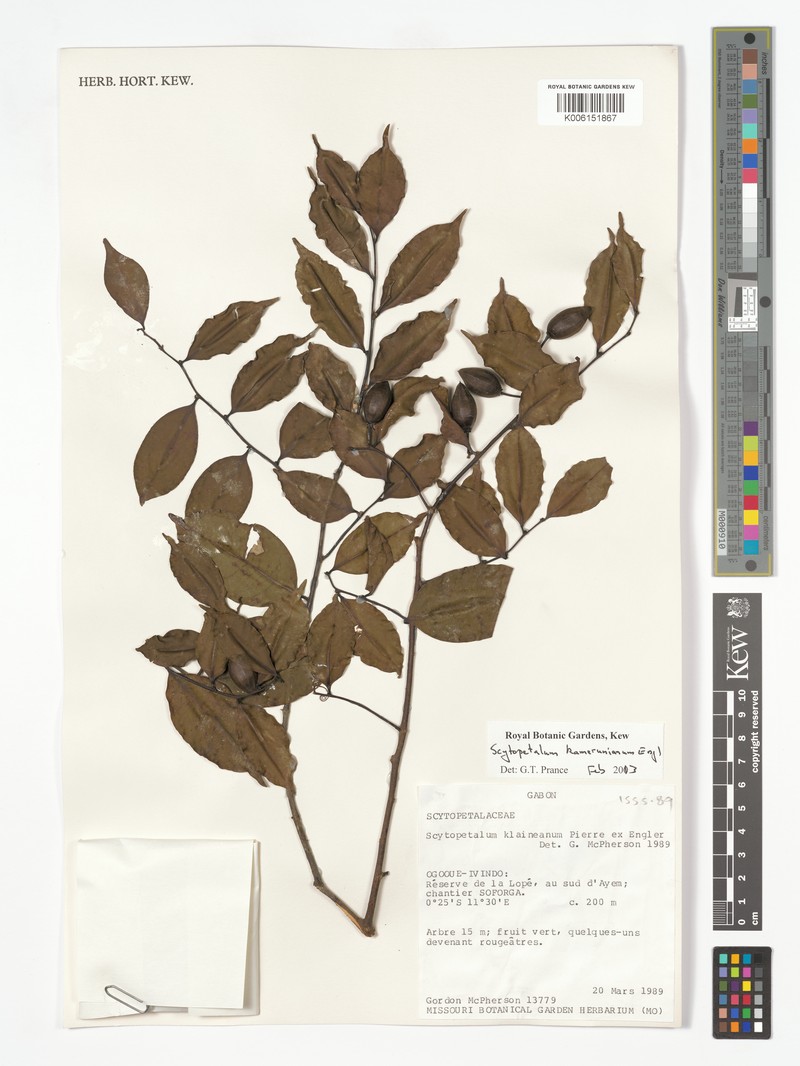 Scytopetalum kamerunianum photo 2