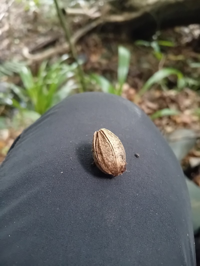 Scytopetalum klaineanum