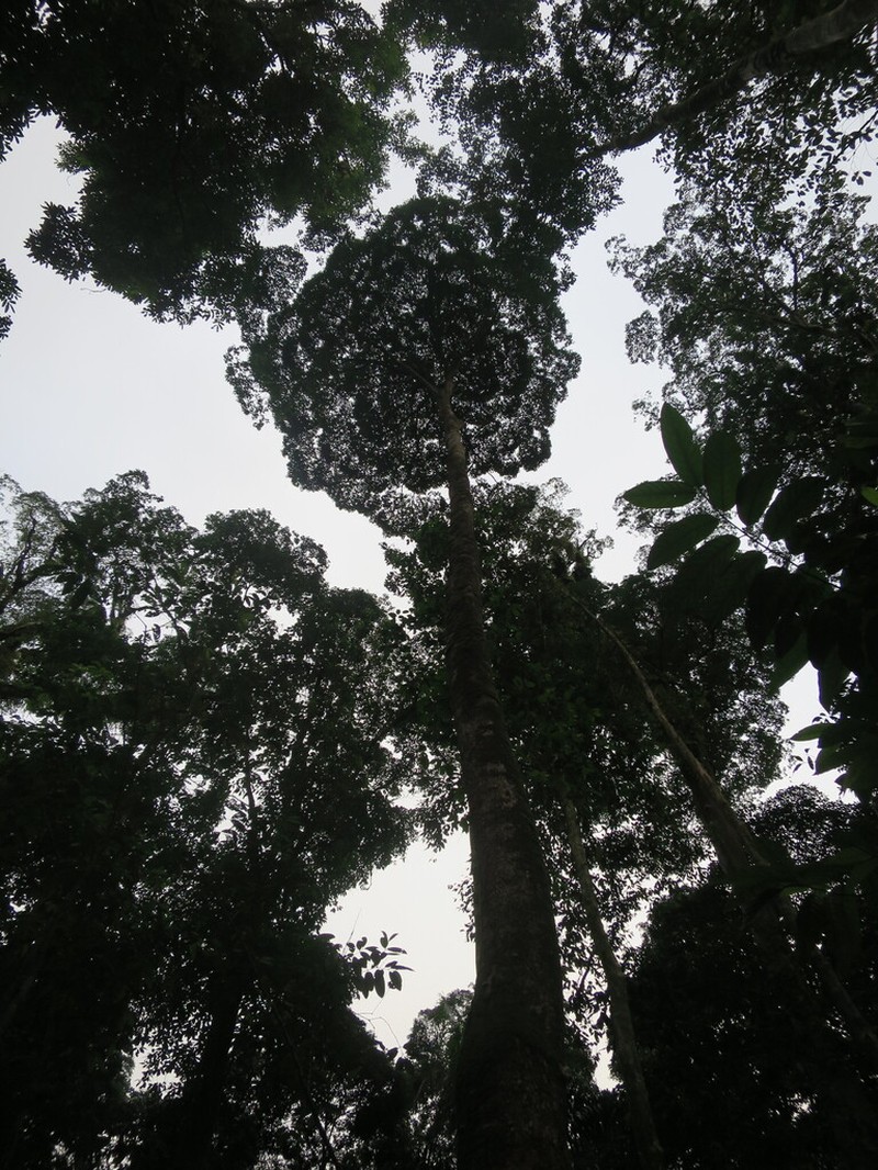 Scytopetalum klaineanum photo 2
