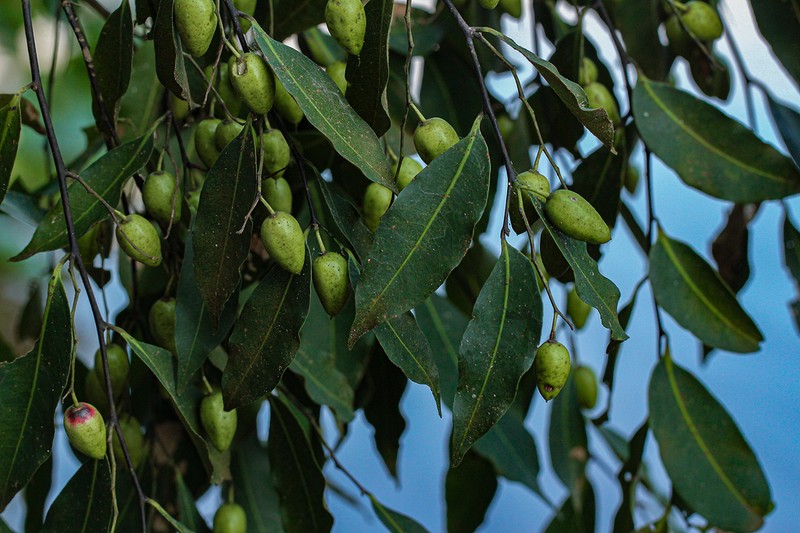 Scytopetalum pierreanum