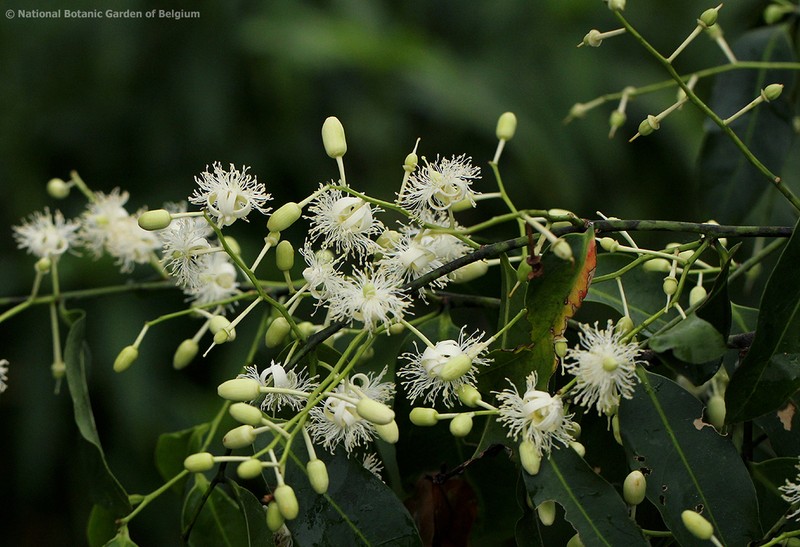 Scytopetalum pierreanum photo 2