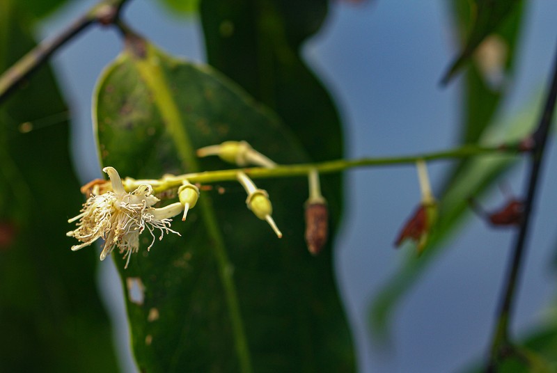 Scytopetalum pierreanum photo 3