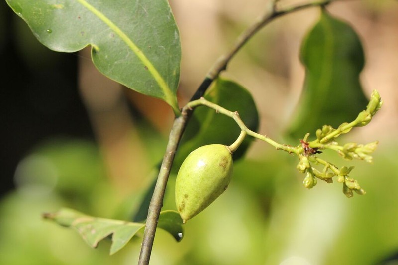 Scytopetalum pierreanum photo 4