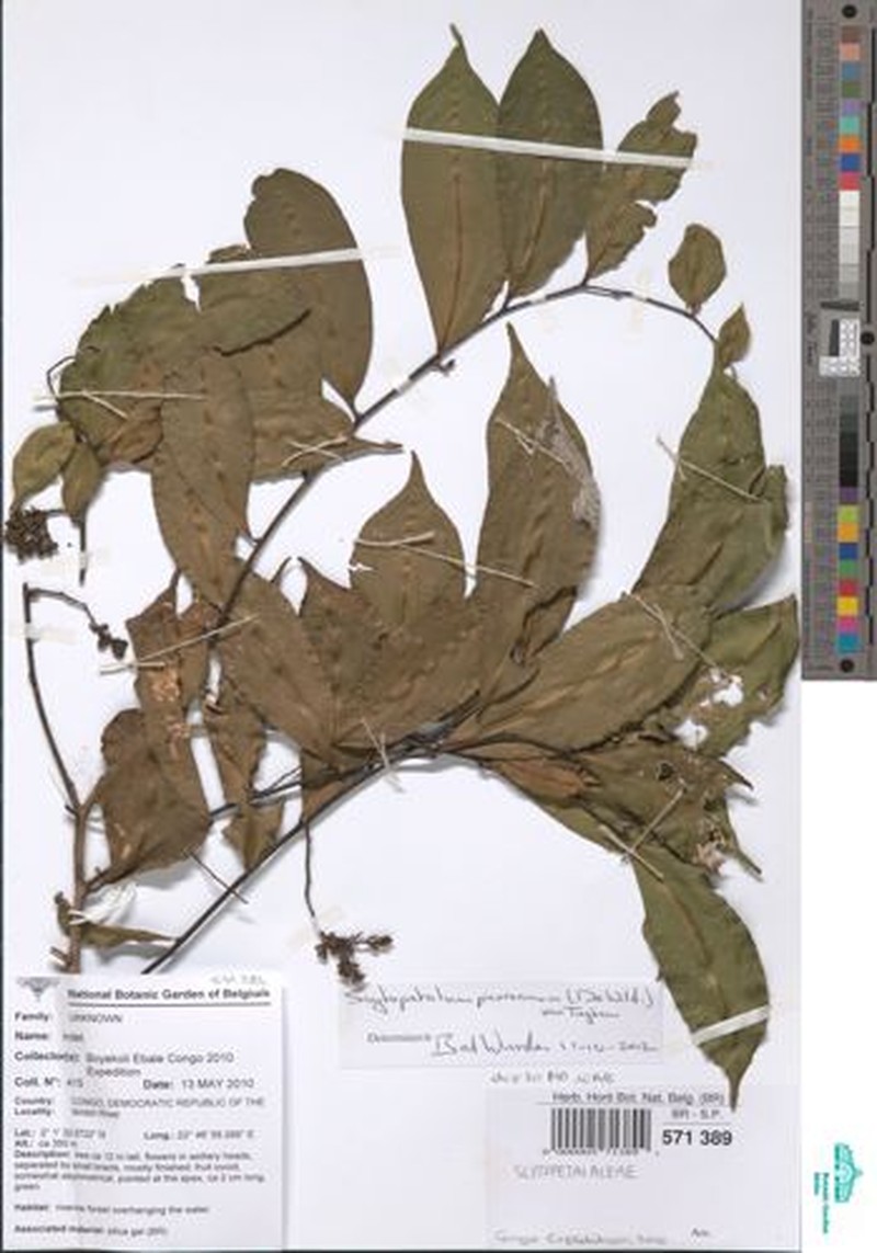 Scytopetalum pierreanum photo 5