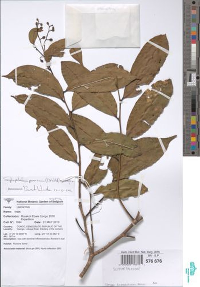 Scytopetalum pierreanum photo 6