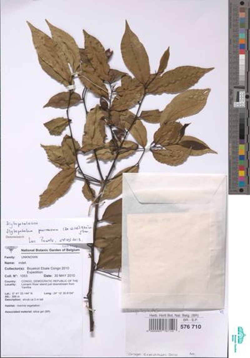 Scytopetalum pierreanum photo 7