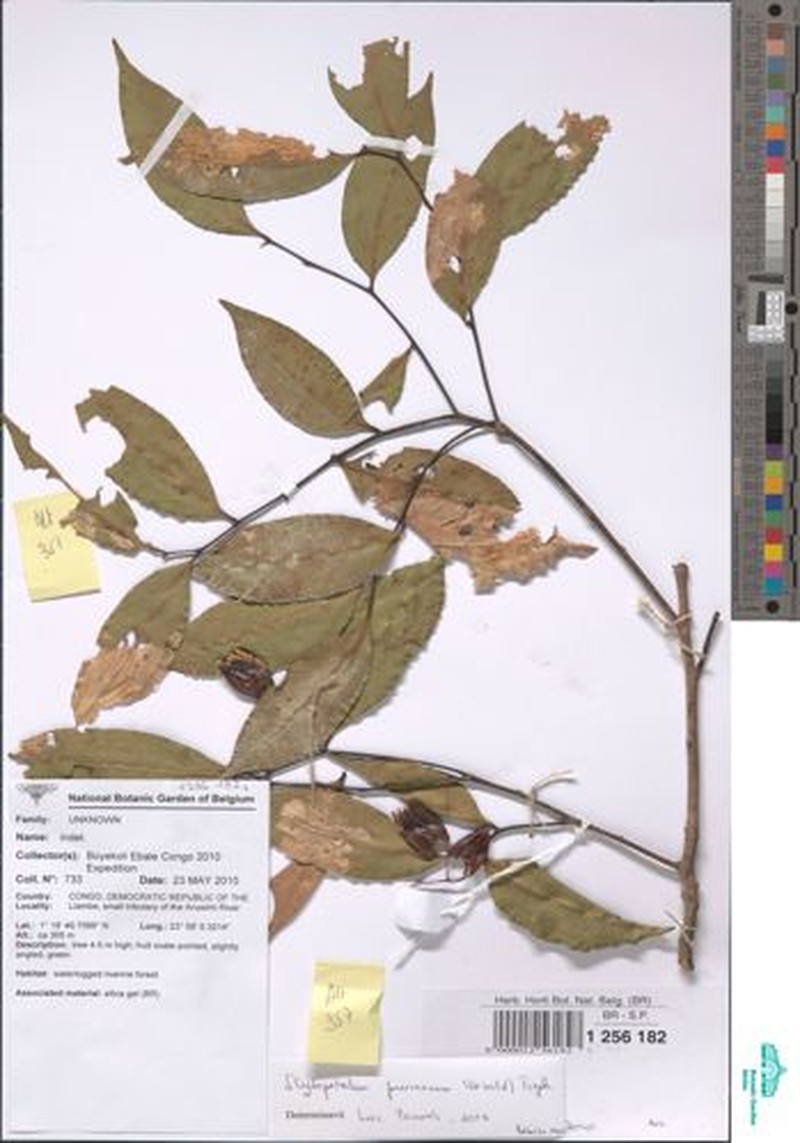 Scytopetalum pierreanum photo 8