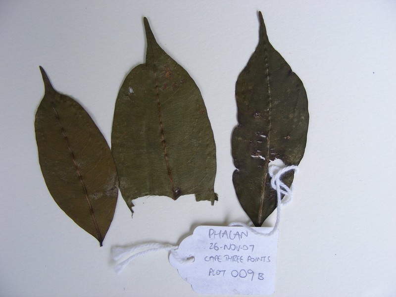 Scytopetalum tieghemii photo 2