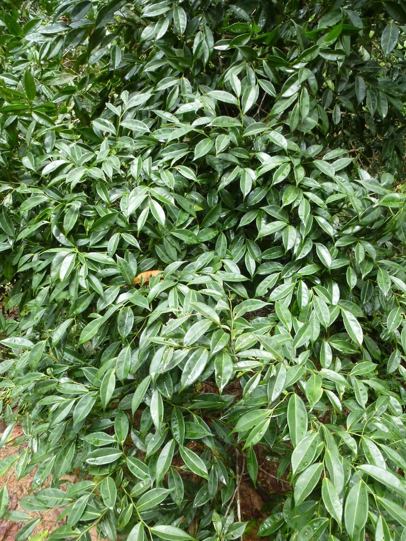 Scytopetalum tieghemii photo 3