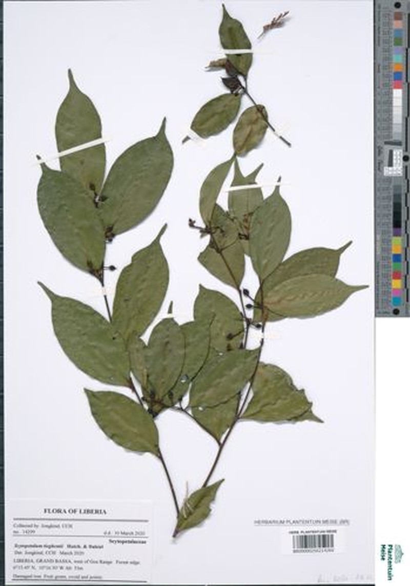 Scytopetalum tieghemii photo 4