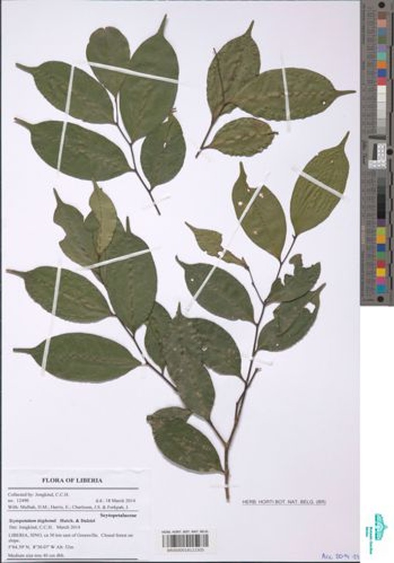 Scytopetalum tieghemii photo 5