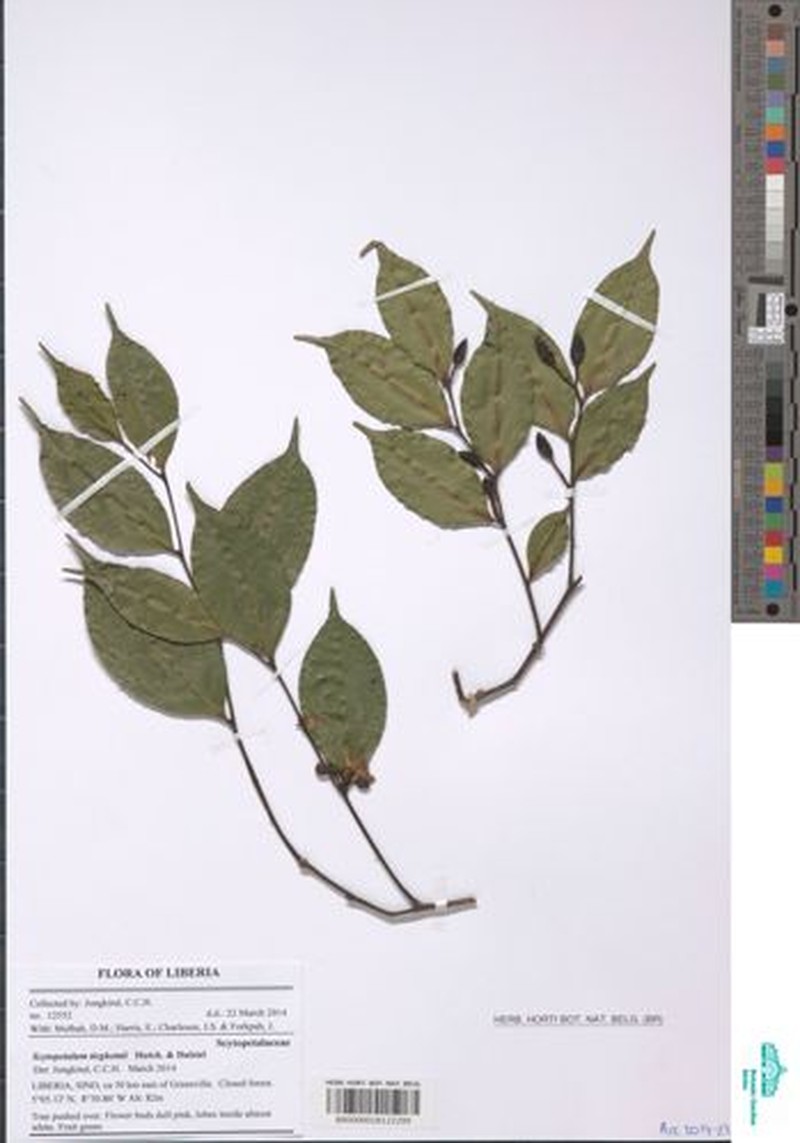 Scytopetalum tieghemii photo 6