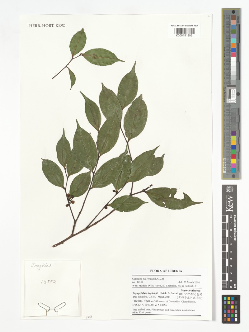 Scytopetalum tieghemii photo 7