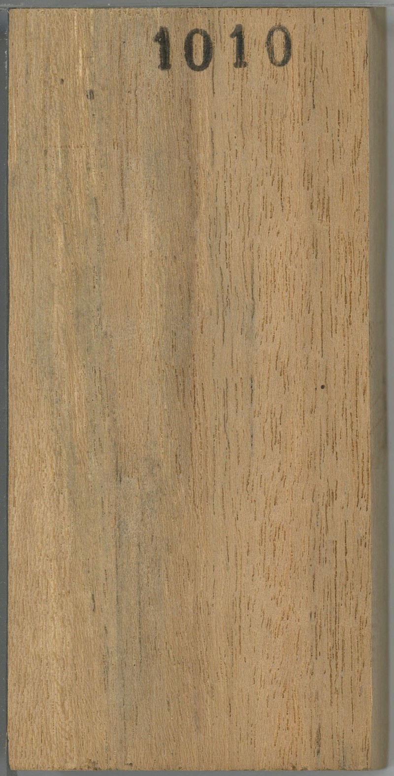 Scytopetalum tieghemii