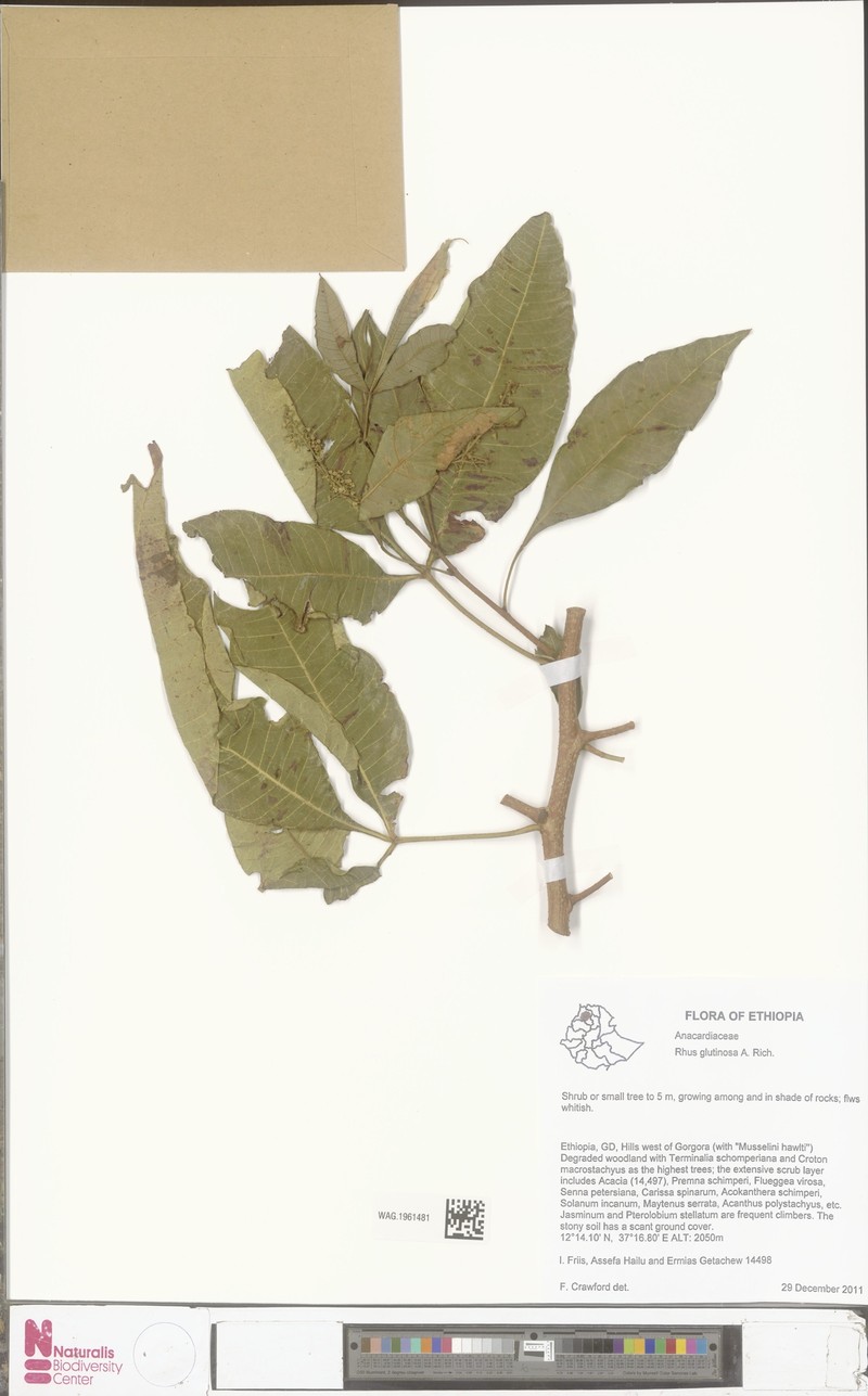 Searsia glutinosa subsp. glutinosa