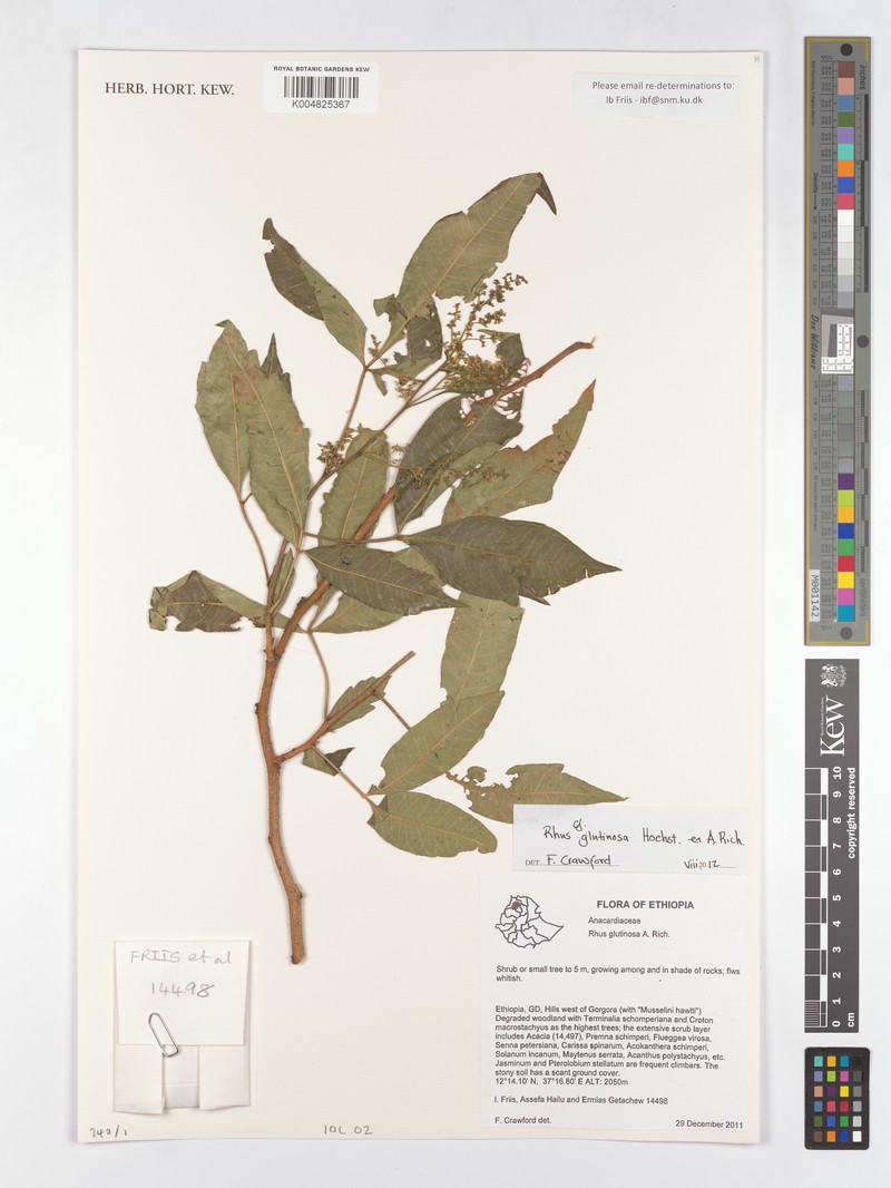 Searsia glutinosa subsp. glutinosa photo 2