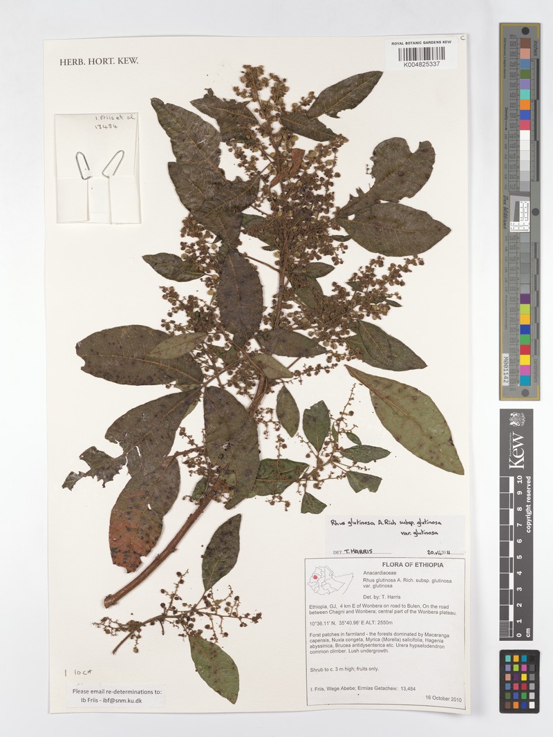 Searsia glutinosa subsp. glutinosa photo 3