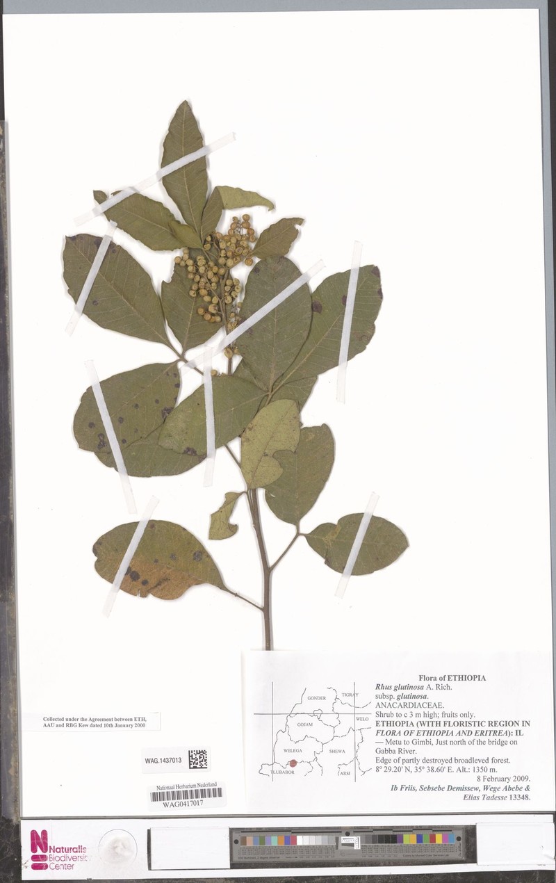 Searsia glutinosa subsp. glutinosa photo 4