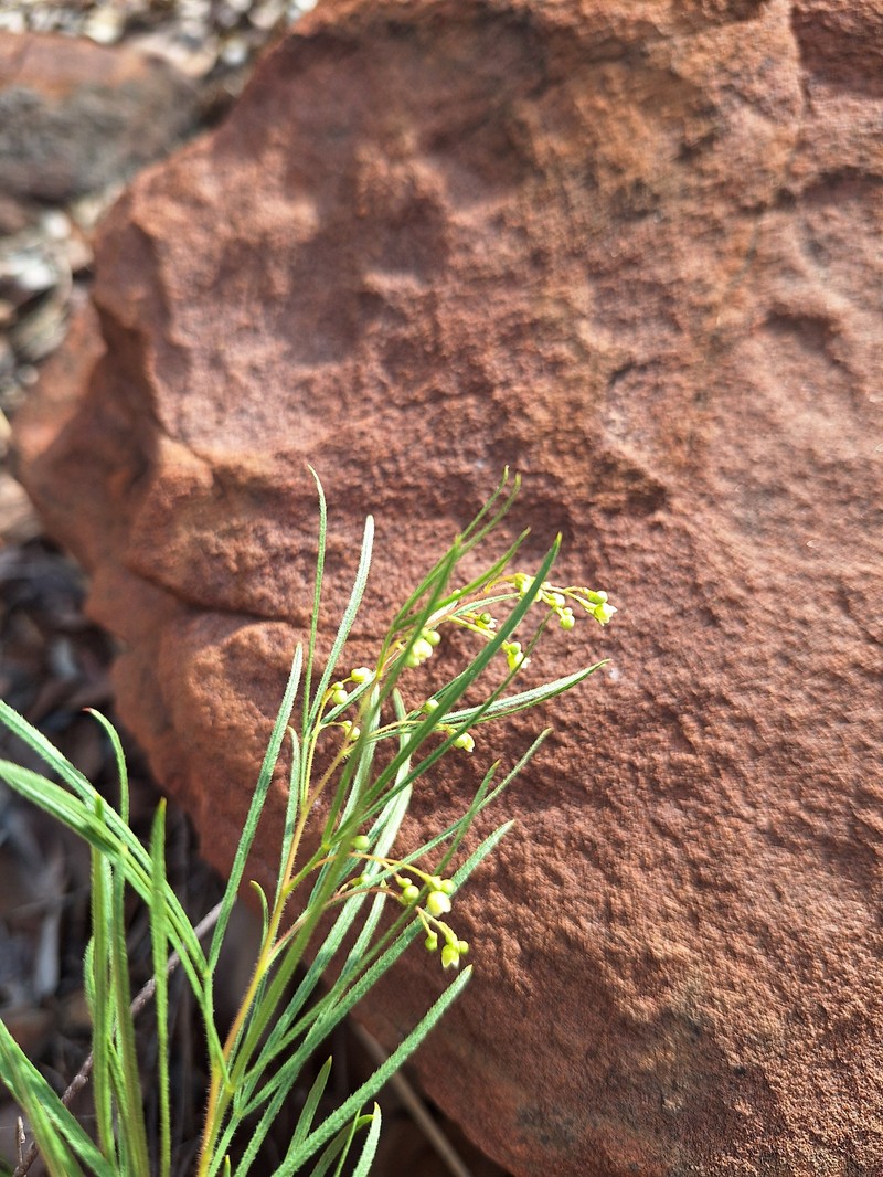 Searsia gracillima var. gracillima