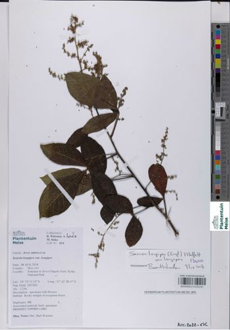 Searsia longipes var. longipes