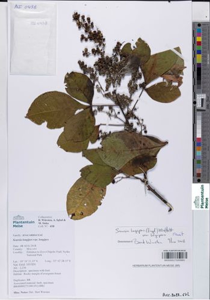 Searsia longipes var. longipes photo 2