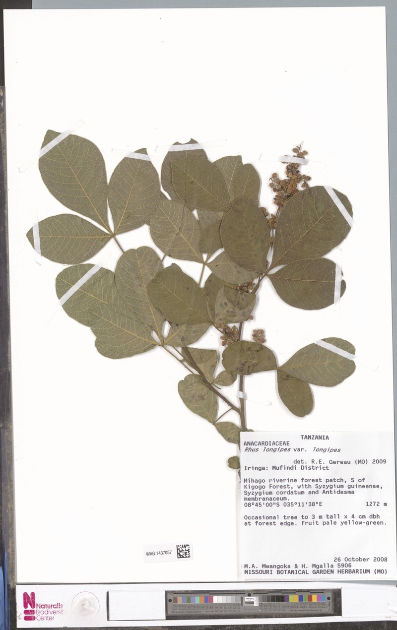 Searsia longipes var. longipes photo 3