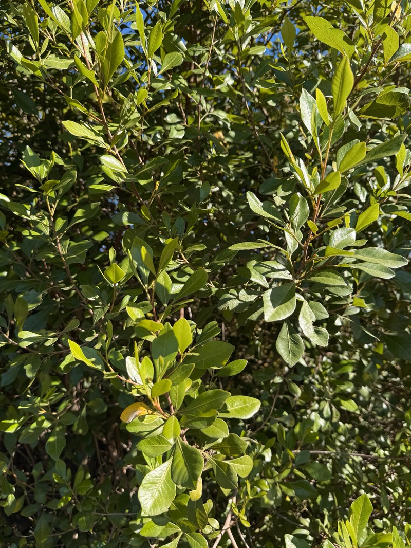 Searsia lucida f. lucida